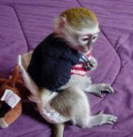 Na predaj mláďatá malpy (Capuchin) – fotka 1