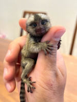 Ponuka na adopciu: Kosmáče zakrpatené – fotka 4