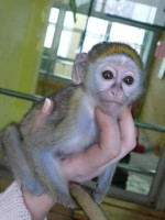 Na predaj mláďatá malpy (Capuchin) – fotka 2